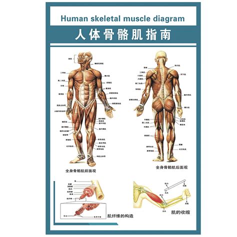 陰莖上|陰莖:解剖結構,組織學結構,兩種自然狀態,相關疾病與治療,